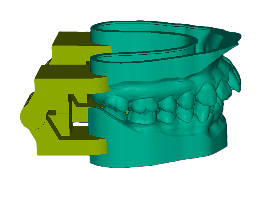 3D Articulated Study Model