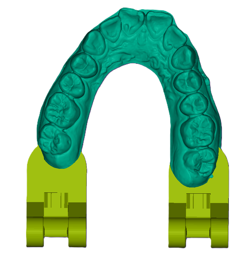 3D Articulated Study Model (42mm)